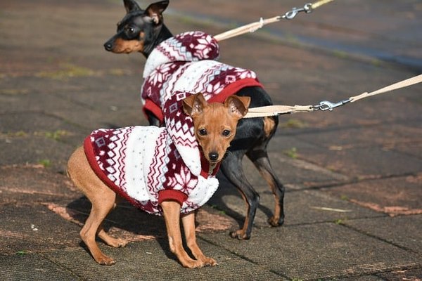 Comment personnaliser le textile de son animal de compagnie avec son nom, sa photo ou son empreinte ?